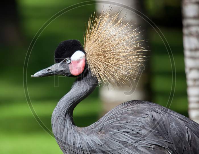 Black Crowned Crane (Balearica Pavonina)