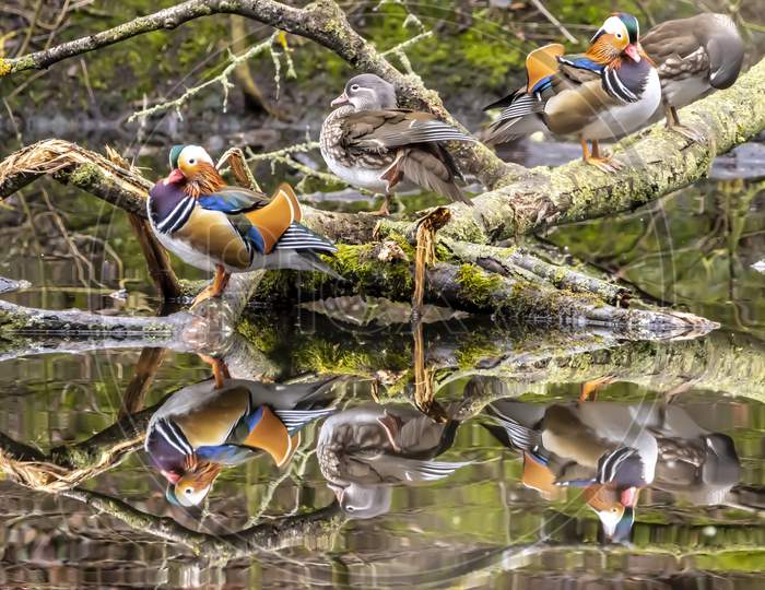 A group of beautiful mandarina ducks sitting on a tree in a little lake not far away from Frankfurt, Germany at a cold day in winter.