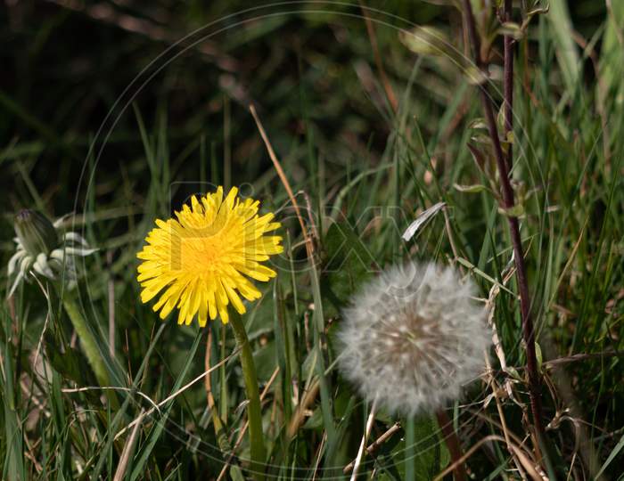 Close-Up Of A Dandelion Flower (Taraxacum) And Seed Head In A Field Near East Grinstead