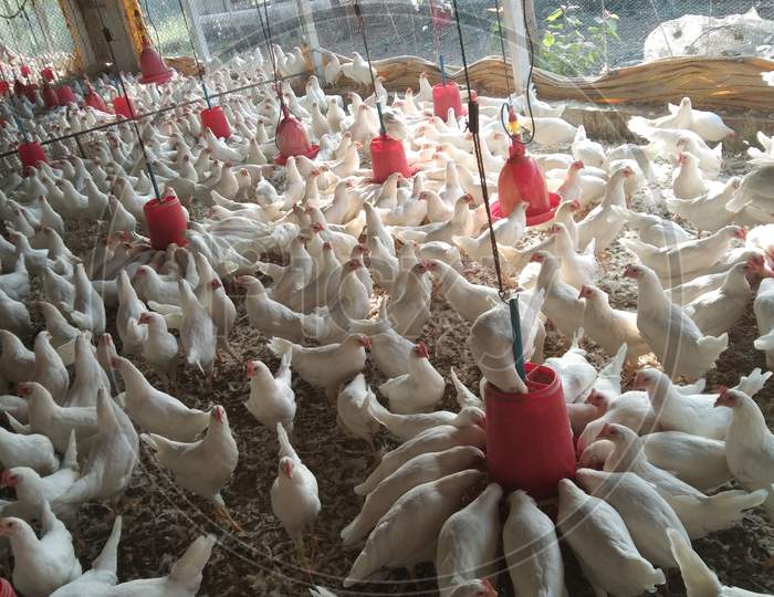 Poultry farm hens