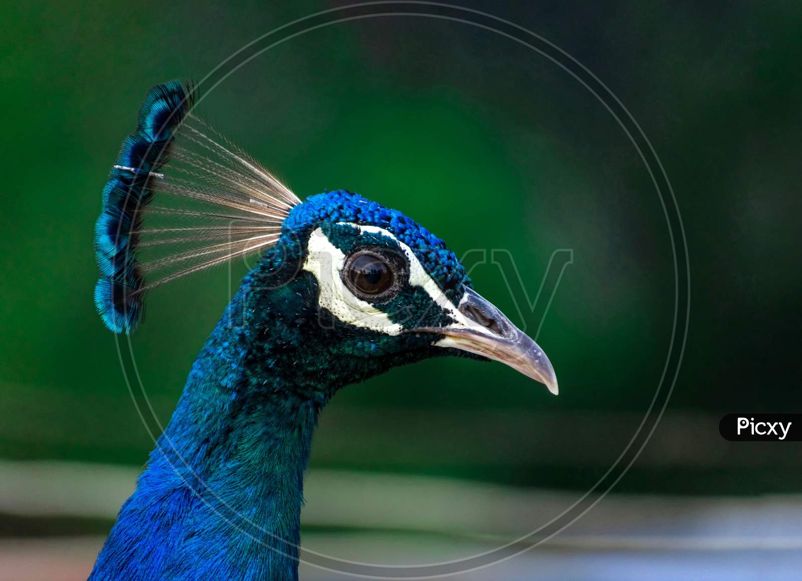 Close-Up Shot Of Peacock Head Region.