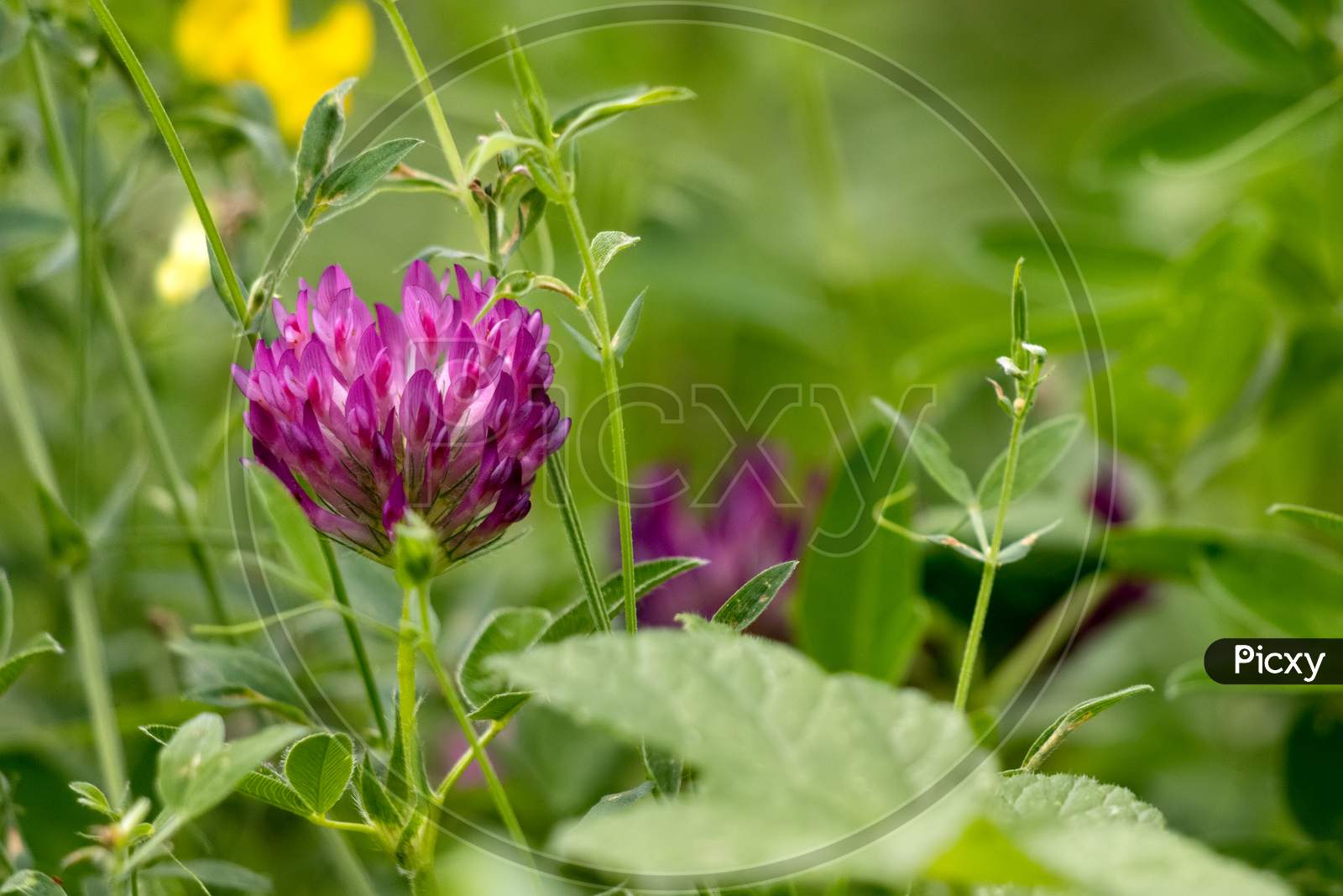 Red Clover (Trifolium Pratense) Flowering Along The Worth Way In East Grinstead