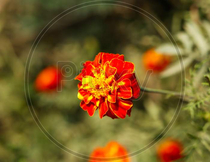 Red Blood Marigold Flowers In Village Garden