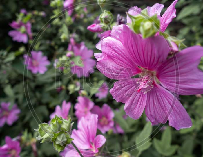 Mallow Blooming Profusely In A Park In London