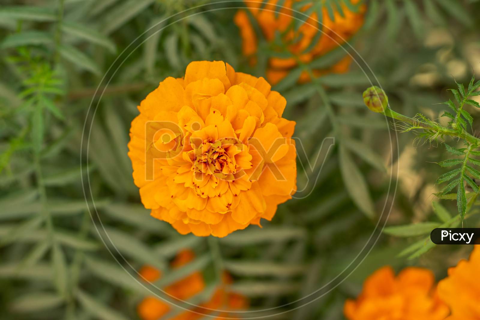Solid And Pure Yellow Marigold Flower