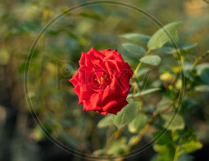 Red Rose The Best Rose To Propose A Girlfriend