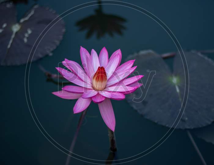 Extraordinary Water Lily Of White, Pink And Brown Blooms
