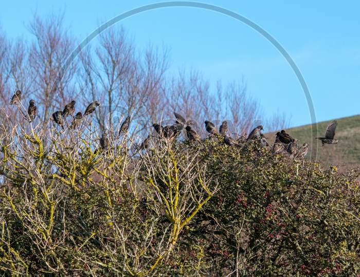 Flock Of Starlings On A Tree At Southease In East Sussex