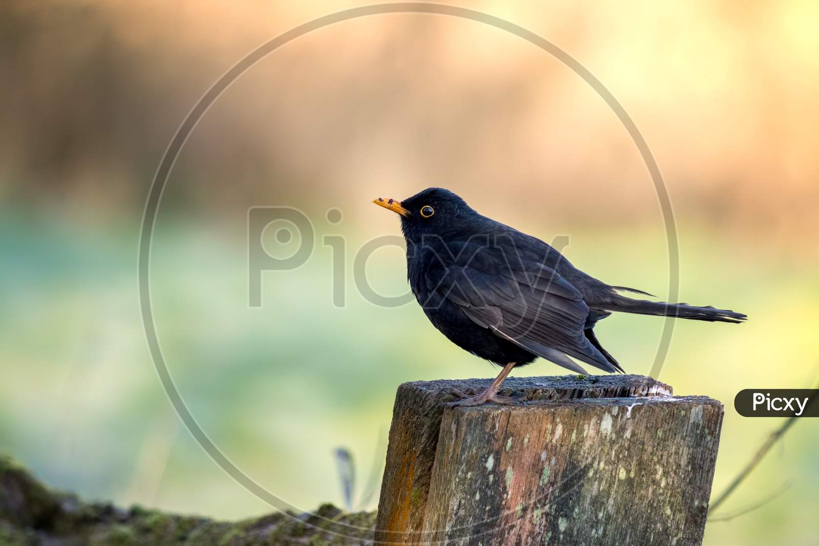 Male Blackbird (Turdus Merula) Standing On A Wooden Post