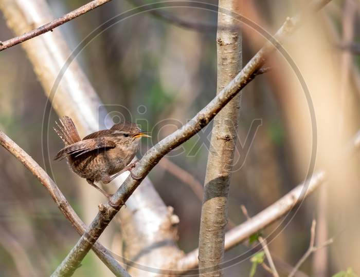 Tiny Wren (Troglodytes Troglodytes) Perched In A Tree In Springtime
