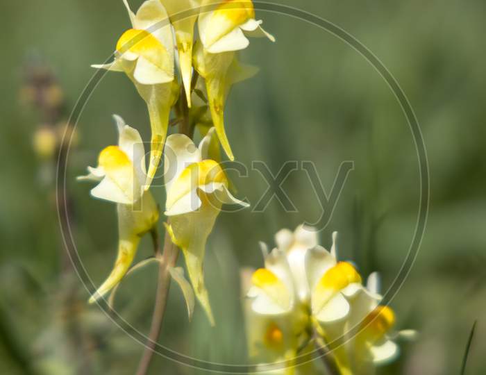 Butter And Eggs (Linaria Vulgaris Mill.) Growing On The South Downs Near Alfriston, East Sussex