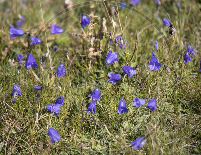 Blue Harebell Flowers Blooming In The Dolomites