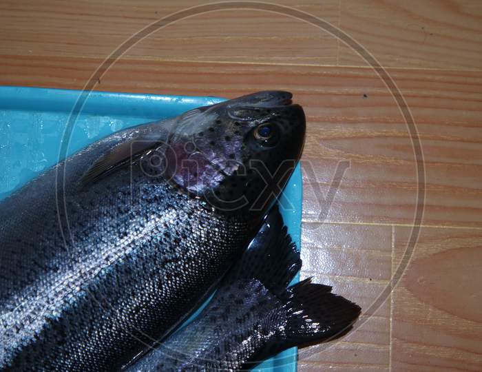 Fish Closeup With A Gray Or Grey And Silver Shiny Skin Scales