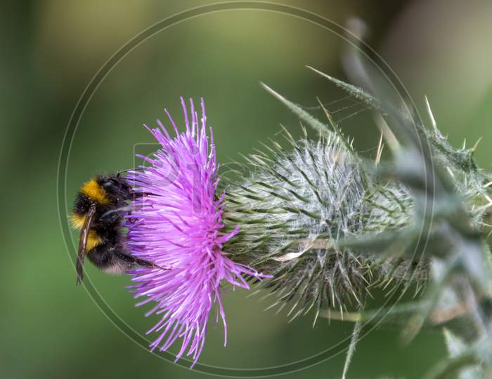 Buff-Tailed Bumblebee (Bombus Terrestris) Gathering Pollen From A Thistle