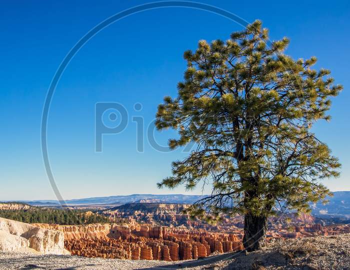 Pine Tree On The Rim Of Bryce Canyon
