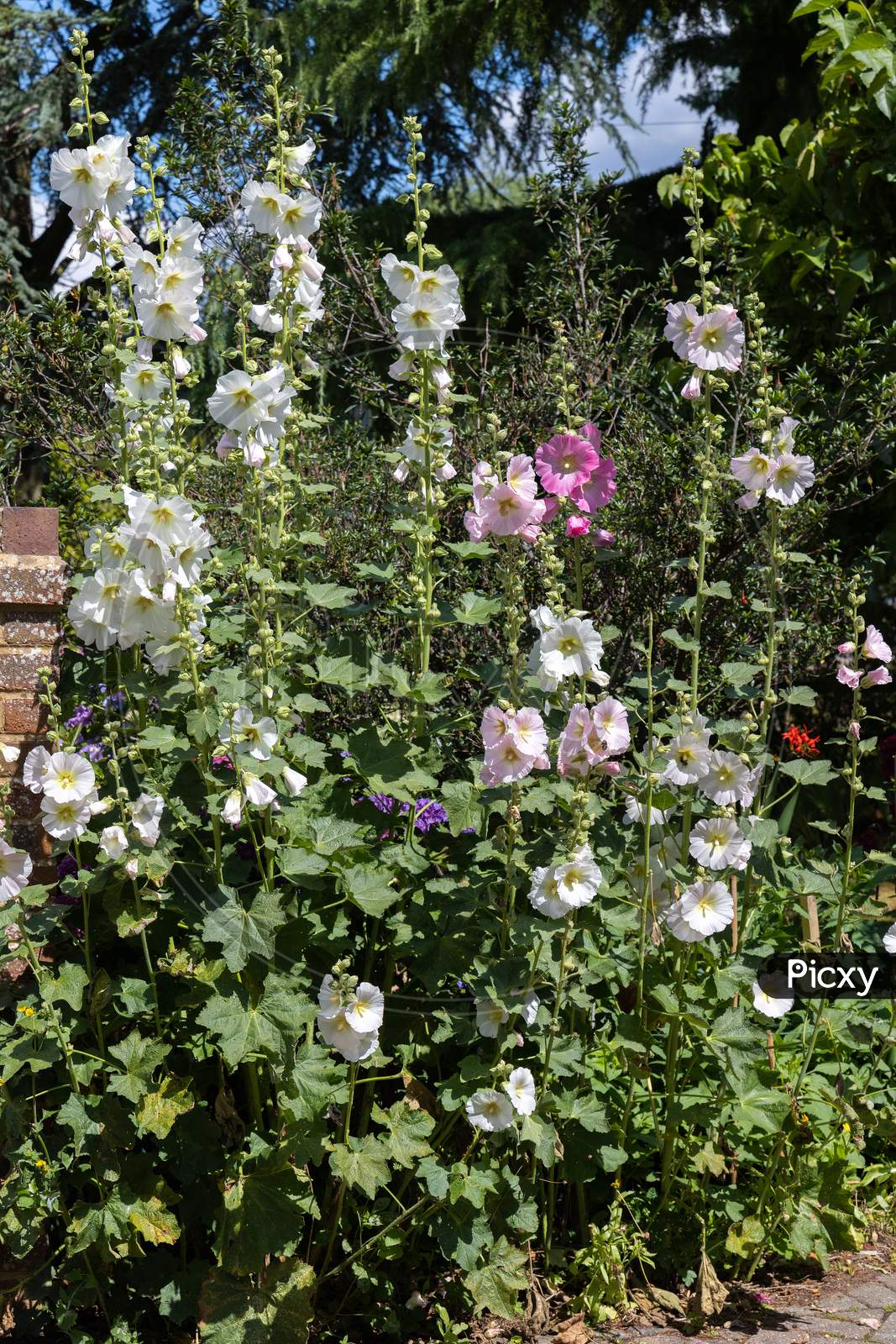 Hollyhocks (Alcea) Flowering In East Grinstead