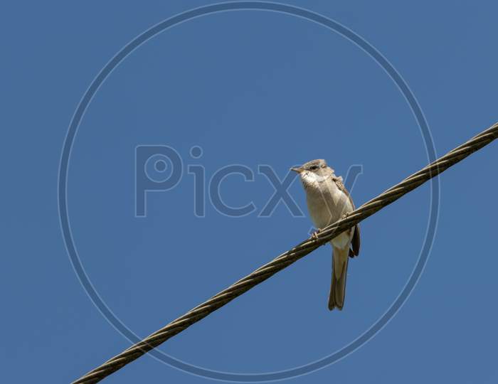 Common Whitethroat (Sylvia Communis) Perched On A Telephone Wire