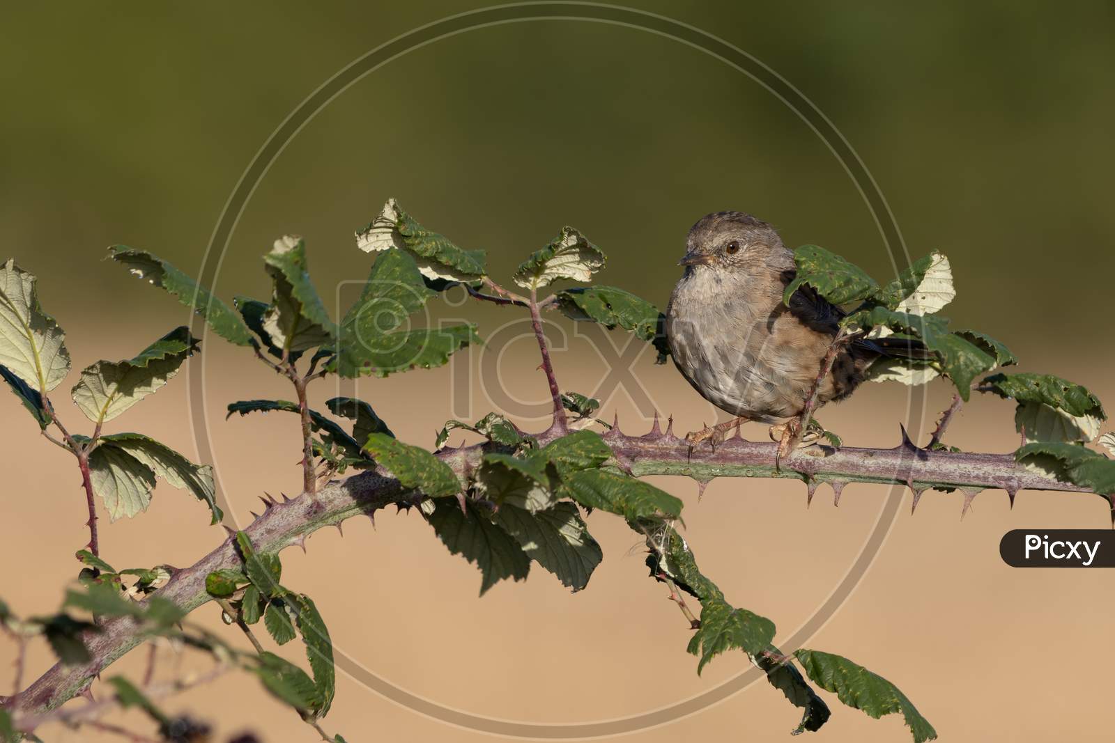 Hedge Accentor (Dunnock) Perched On A Bramble In Sussex