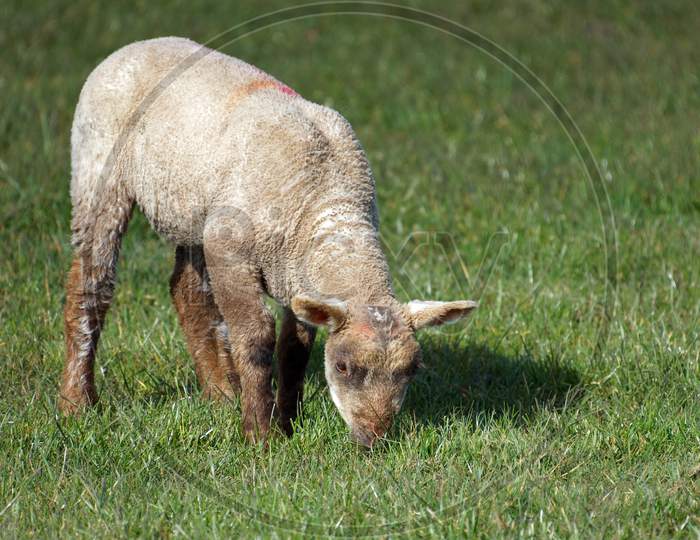 Brown Lamb At Home On The South Downs In Sussex