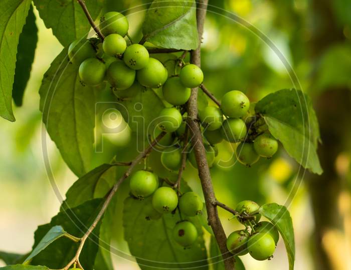 European Buckthorn Small Green Berry Type Fruit
