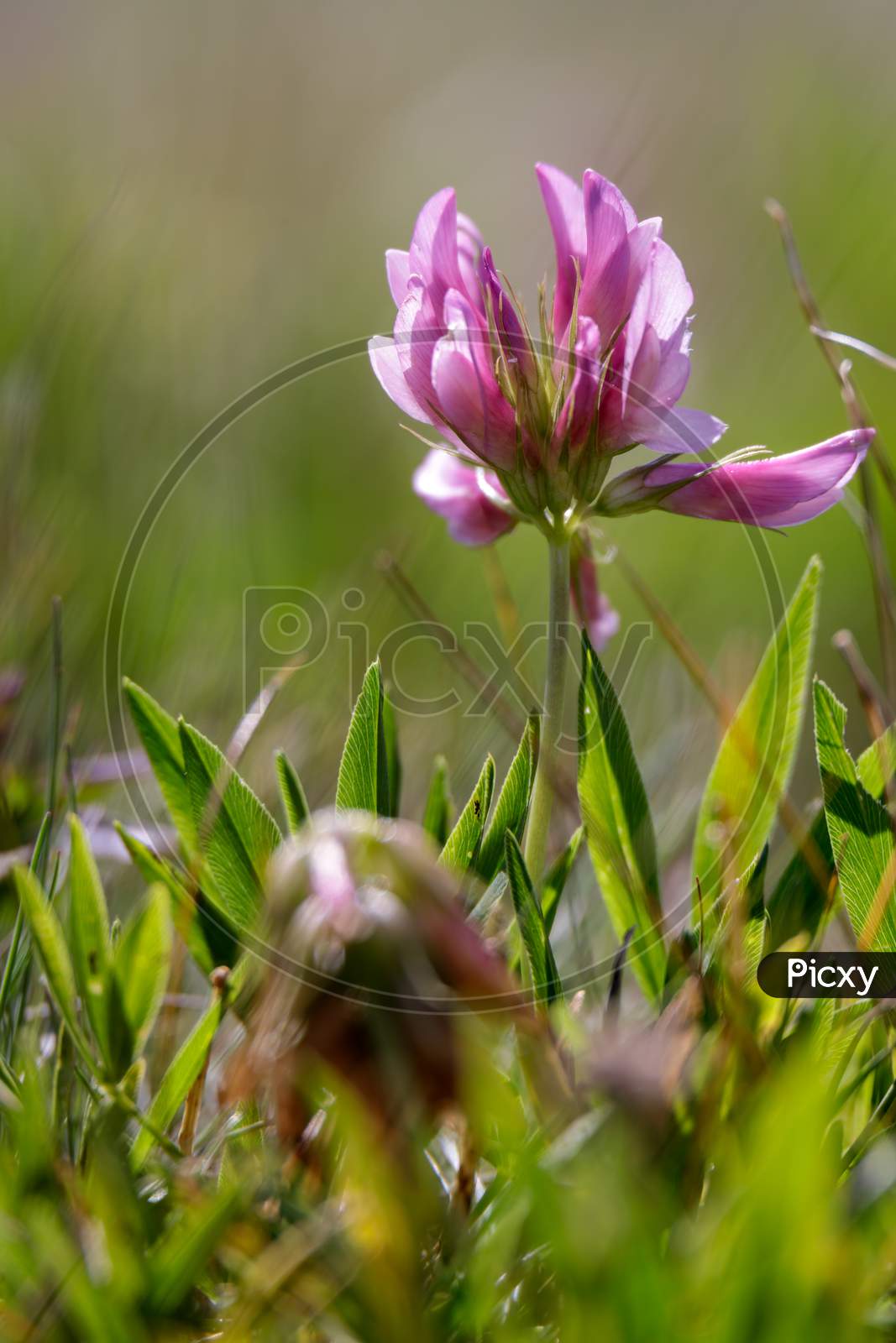 Alpine Clover (Trifolium Alpinum) Growing Wild In The Dolomites