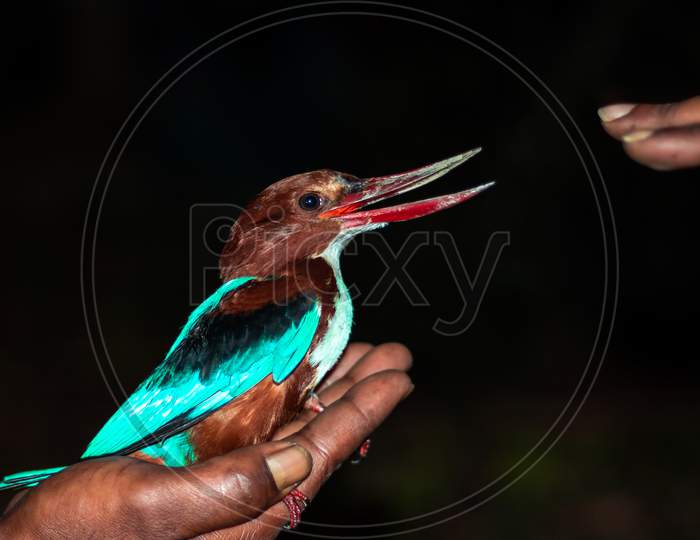 Kingfisher Looks Man Hand Spread His Mouth