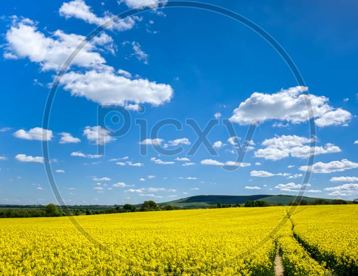 Rapeseed In The Rolling Sussex Countryside