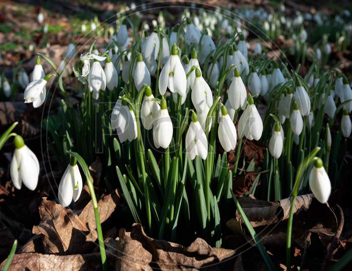 Snowdrops Flowering In January In Folkington East Sussex