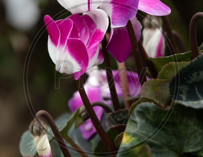 Pink And White Cyclamen (Persicum) In Full Bloom In An English Garden