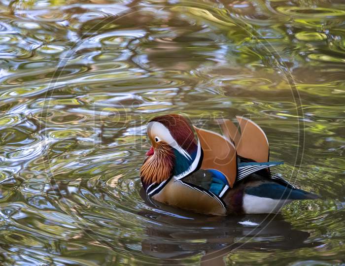 Mandarin Duck (Aix Galericulata) On The Lake At Tilgate Park In Sussex