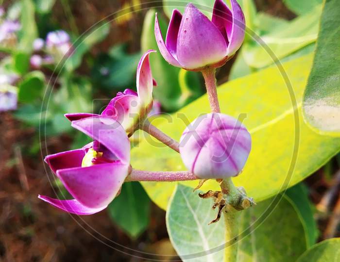 Calotropis Procera ( Calotropis gigantea / procera also known as the Crown Flower)