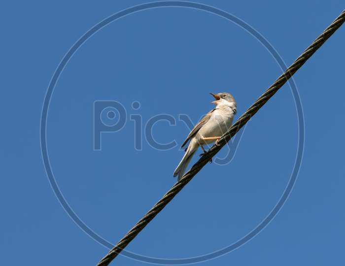 Common Whitethroat (Sylvia Communis) Singing On A Telephone Wire