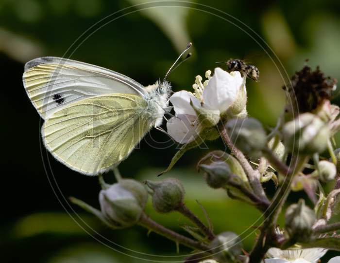 Large White (Pieris Brassicae) Butterfly Feeding On A Blackberry Flower