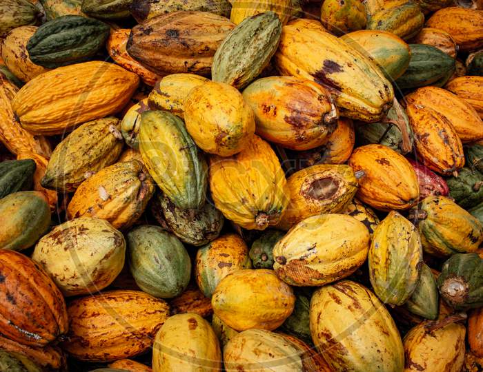 View Of Harvested Cacao Fruits In A Heap. Yellow Color Cocoa Fruit (Also Known As Theobroma Cacao)