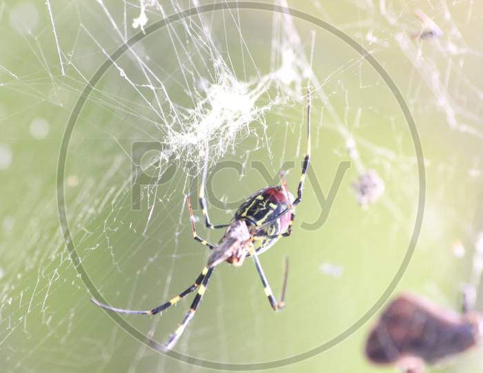 Closeup View With Selective Focus On A Giant Spider And Spider Webs