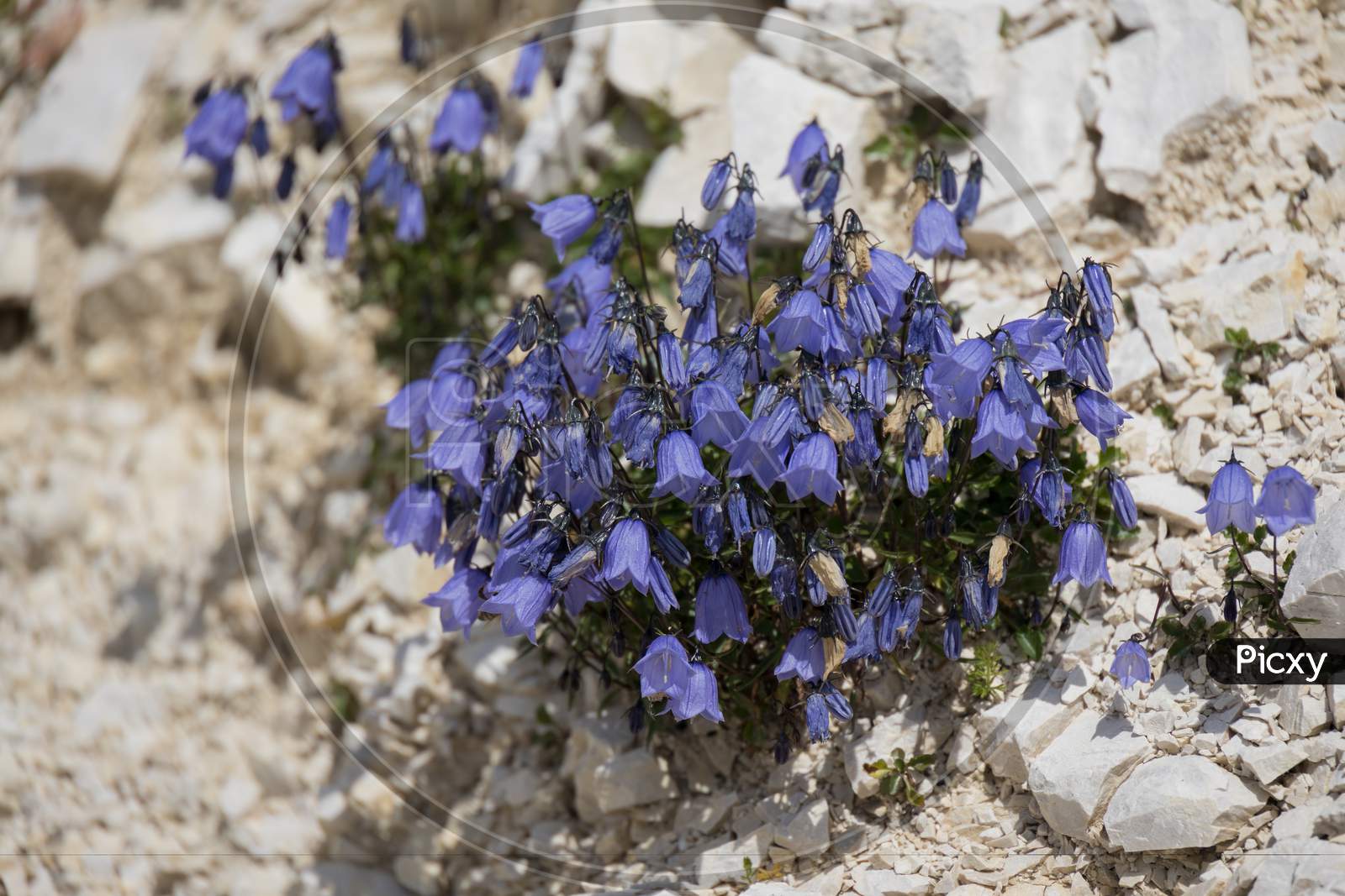 Bellflower (Campanula Cochleariifolia) Growing Wild In The Dolomites