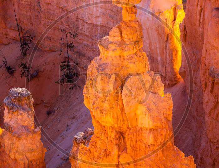 Glowing Hoodoos In Bryce Canyon