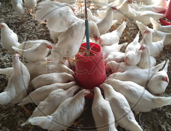 Hens poultry farm