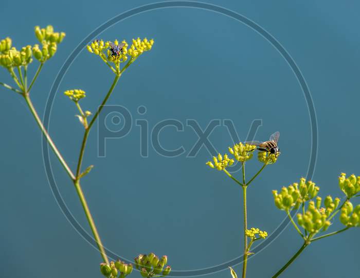 Masquerading Syrphid Fly On Bupleurum Falcatum Growing Wild In The Dolomites
