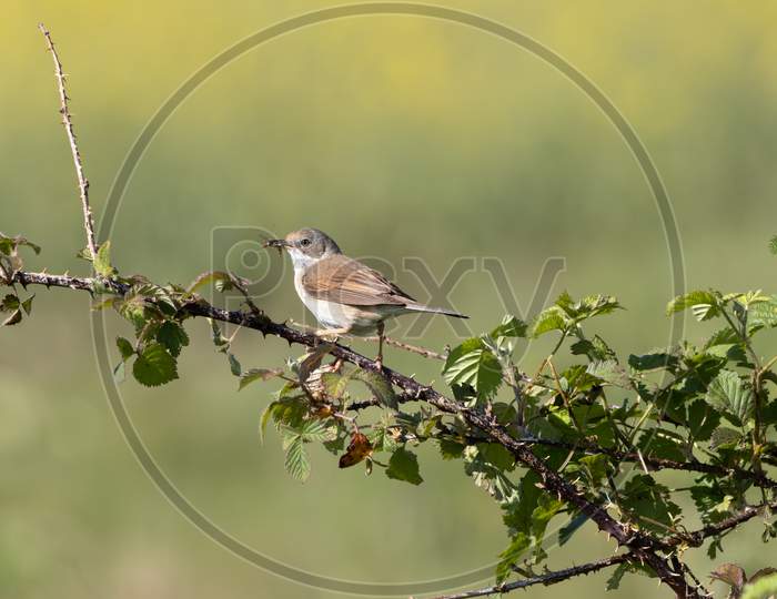 Common Whitethroat (Sylvia Communis) Hunting For Food