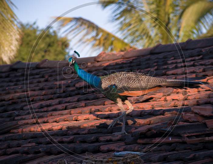 Indian Male Peacock Walking On The Roof Tiles.