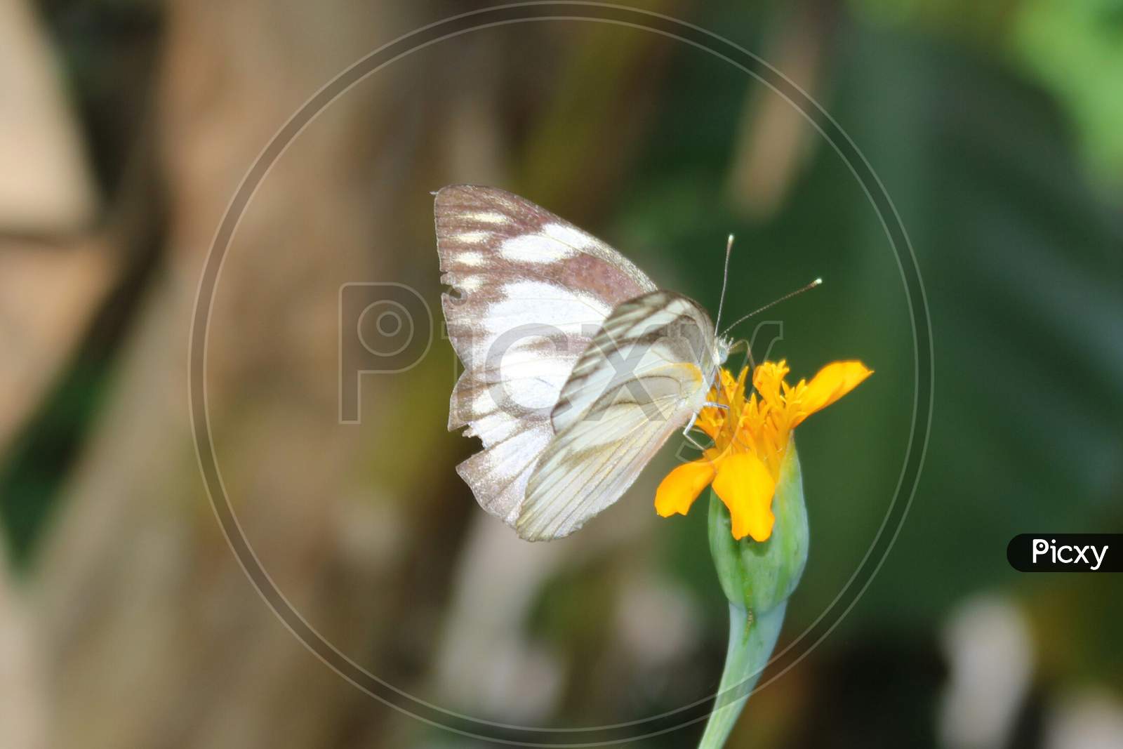 Butterfly Sitting On The Calendula Flower With Blurred Background.