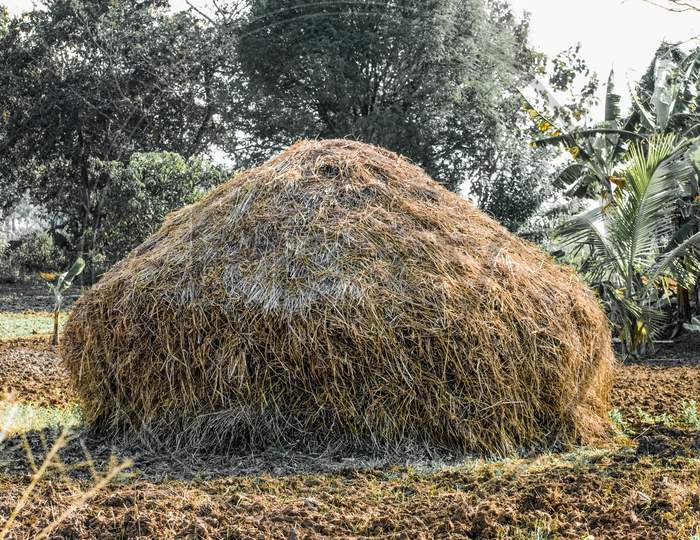 Rice Straw, Paddy Storage Hut Like Structure In India.