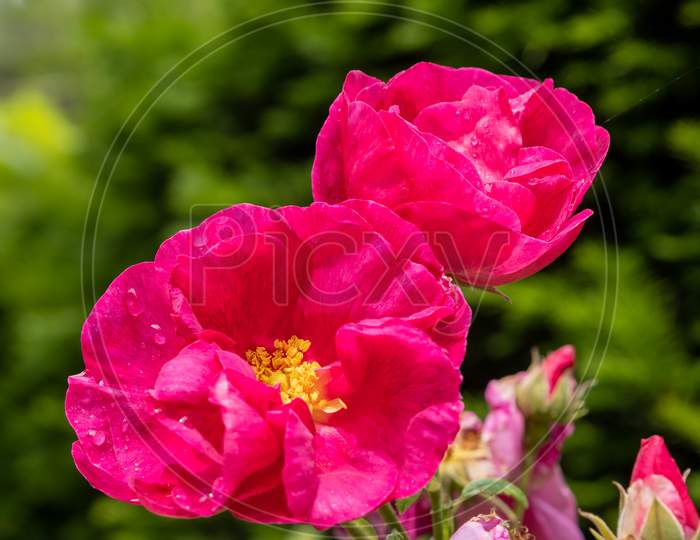 Raindrops On A Cultivated Ornamental Dog Rose Flowering In Summertime