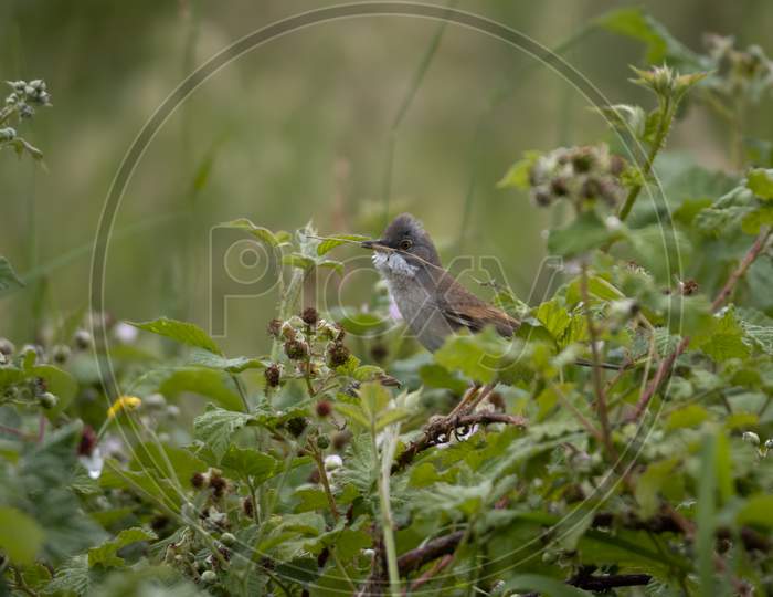 Common Whitethroat (Sylvia Communis) Perched On A Bramble With Nesting Material In Its Beak
