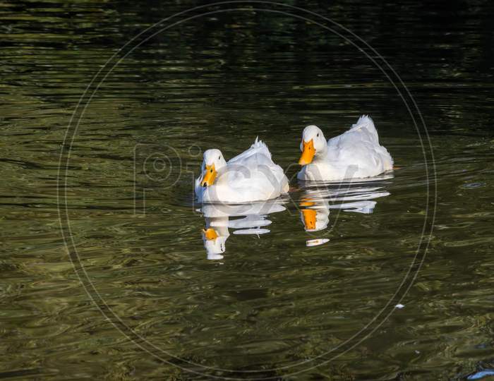 White Ducks Swimming On Hedgecourt Lake Near East Grinstead
