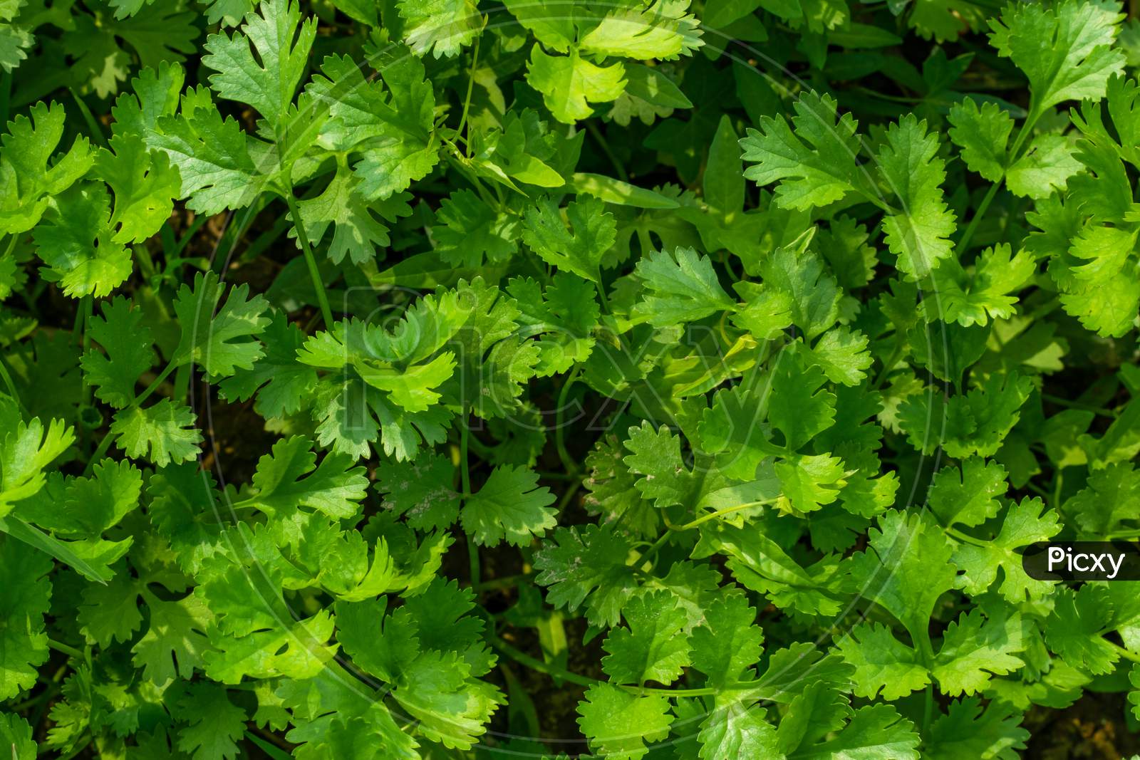 Coriander Leaf Background Texture Top View