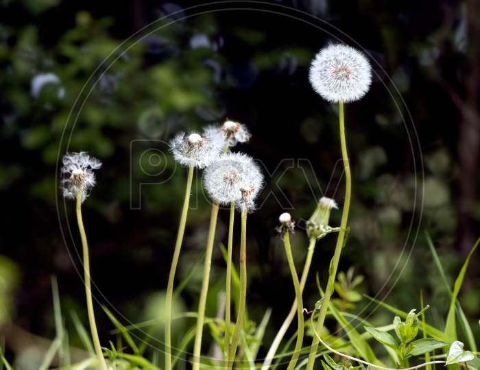 A Group Of Dandelion (Taraxacum) Seed Heads In A Field Near East Grinstead