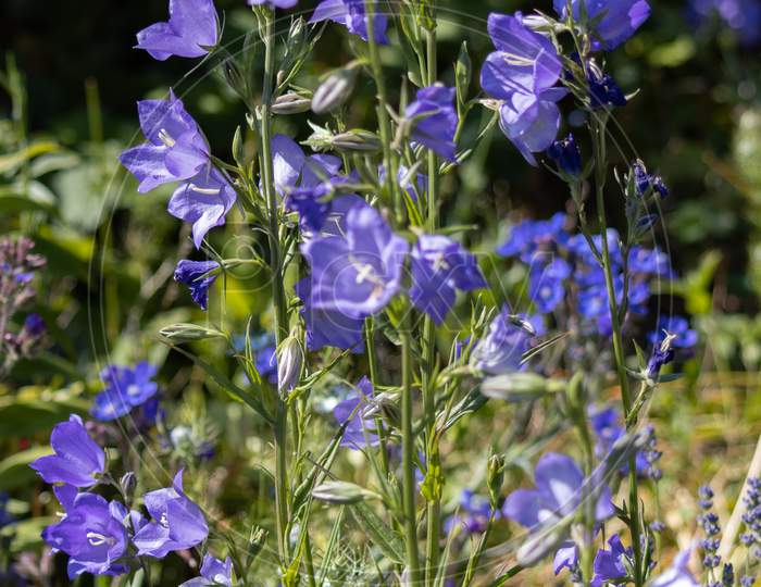 Blue Campanula Persicifolia Bellflowers In An English Garden