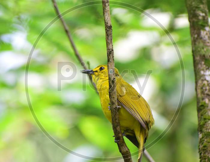 Yellow Beak